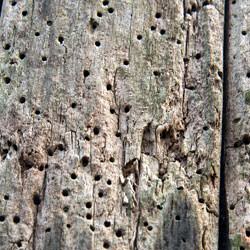 Powder post beetle damage on wood outside a Canandaigua home