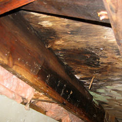 wet rot showing on joist and girder wood in a home in Penn Yan