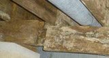 Home mold removal in New York