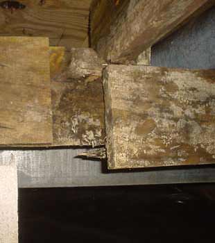 Extensive basement rot found in Syracuse by Halco