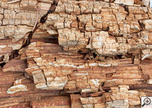 Dry rot damage on wood in Oneida