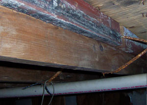 Rotting, decaying wood from mold damage in Phelps