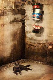 a cat laying in a wet, leaky basement in Ithaca, NY