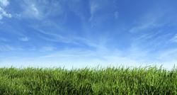 green grass with a blue sky and light clouds